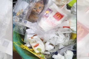 在垃圾桶裡看到一隻被丟棄的小奶貓，手刀去抱牠出來時才發現尷尬了（捂臉