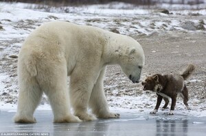雪橇犬被主人綁在岸邊，這時突然有隻巨大北極熊朝牠逼近，沒想到結局跌破眾人眼鏡！