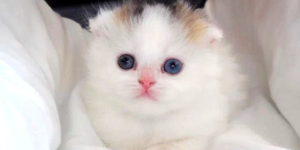 百萬隻中只有一隻？這隻看似平凡的小貓，讓行醫54年的醫師直呼：太不可思議啦！