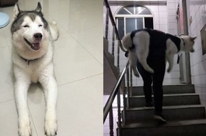 60斤老狗關節痛，麻麻每天背着上下五樓：「只要你健康，我做什麼都願意」
