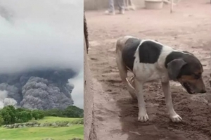 火山爆發，狗狗帶救援隊回家救人，但抬出來的卻是8具遺體