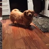網友說他家黃金獵犬趴着的時候挺正常的，一站起來就笑死人了啦！