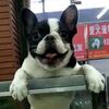 網友在寵物店看到一隻小鬥牛，剛要去吸，卻被法鬥腳下「生無可戀的表情」弄到笑噴！