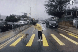 狗狗呆站馬路中央不敢動，暖心司機停車營救，「我帶你過馬路！」