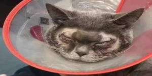 主人花4.5萬塊帶貓咪割雙眼皮？不要被刻板印象束縛：帶毛孩整容未必是壞事！