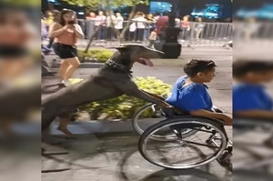 催淚一幕：狗狗很麻利的推着坐輪椅的主人，一起穿越人海