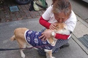 從地震中救出1400隻狗狗的她，8年後重遇被救柴犬，她含淚：「你很好，我很開心」