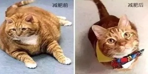 因肥胖被暴打，牠花三年減肥成功：從前你拋棄我，如今的我，你高攀不起！