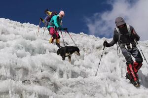 流浪狗跟隨登山隊成功登頂喜馬拉雅山，用實力征服未來鏟屎官