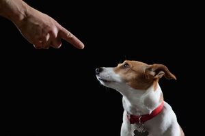 你相信嗎？研究表明：你的狗狗真的能聽懂人類的語言