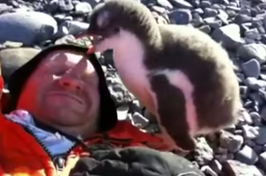 躺在南極地上睡個午覺，企鵝寶寶突然跑來「摸我額頭」？知道目的後真的融化啦！（影片）