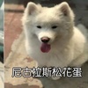 史上最奇葩的狗名！很想吐槽鏟屎的你怎麼想的？