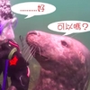 潛水時，ㄧ隻海豹突然過來要我幫忙搔癢！逗趣畫面讓網友笑翻啦！（影片）