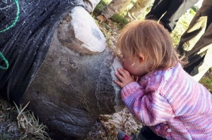 犀牛被鋸掉牛角，3歲女孩立刻獻吻呼呼，網友看了心全融化！（影片）