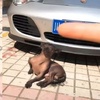 狗狗坐在豪車前曬太陽，車主怎麼趕都不走，還對着鏡頭擺pose！