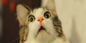 駭人聽聞！為了做實驗，美國被爆從亞洲買死貓死狗餵給健康的貓吃！