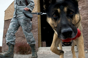 在戰場出生入死的類狼族，軍用犬不為人知的十大驚人事實！