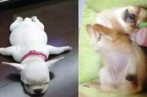 狗狗睡覺時的搞怪姿勢，直接告訴了你牠搞怪的性格！