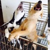 黃金獵犬和二哈絕對不能一起養！因為……