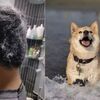 我的狗狗太可愛腫麼辦？總怕出門被擼到變成地中海…