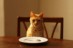 貓咪這樣吃健康嗎？專業獸醫師提供5點正確的貓咪飲食要點！