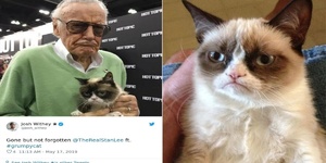 震驚網路的重大事件！網路最紅的貓「不爽貓」於5月14日去世...網友們紛紛哀悼懷念