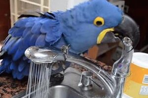 這隻超有個性有潔癖的鸚鵡對於洗澡很有要求！她是怎麼跟媽媽爭奪「水權」的呢？