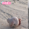 男子在沙灘上看到一個詭異的「娃娃頭」靜靜的躺在那裡，下一秒，娃娃頭突然「開始移動」(影片)
