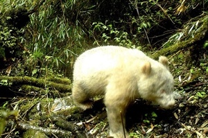 全球首次曝光！四川臥龍保育基地裡的「全白」小熊貓的照片被公佈於世