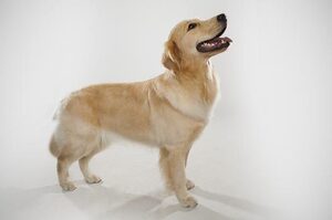 犬種介紹與飼養：黃金獵犬