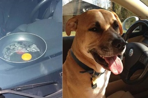 《炎熱車內的煎蛋實驗》千萬不要把寵物留在炎熱的車子內！