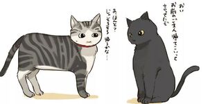 居然還有這種神奇的找貓大法？？網友po文分享親身經歷，竟還有不少網友回覆有用！