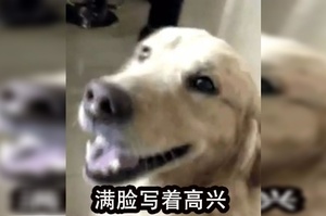 黃金獵犬被偷後認賊作父，被警察解救後，竟然還襲警救小偷？