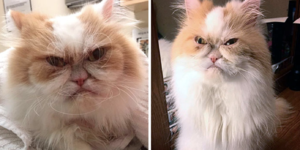 「新不爽貓」的誕生？這隻貓也天上擁有一副「不爽臉」，究竟是否能夠超越前輩的地位？