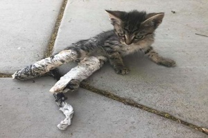 發現路邊有隻幼貓後腿惡意被人被打石膏只能拖著移動，一群小孩好心救援讓小貓重獲新生