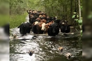 洪水淹沒牧場！「4隻狗狗」拯救「上百頭牛」，記者：「狗狗是當之無愧的英雄！」