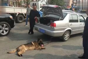 德牧被鐵鏈繞頭開車拖拽，路人制止車主後，他竟然還理直氣壯：「車開的又不快」