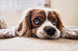 「開！心！點！」最近研究發現：你的狗狗和你的壓力水平可能是同步的，你知道嗎？