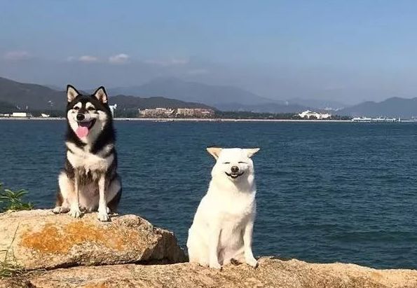 集齊白赤黑三色柴犬的日常 每個鏡頭都要被萌炸 Ipet