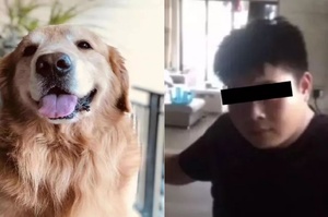 中國打死黃金獵犬男子已被刑拘，但參與圍毆的，不是1個人