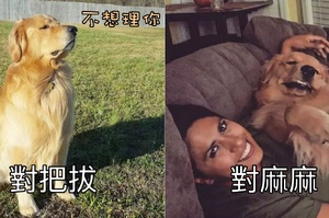 黃金獵犬看見把拔和麻麻的反應也差太多！見過沒地位的，還沒見過這麼沒地位的！