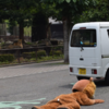 旁邊獅子都傻眼貓咪了！日本動物園進行逃脫演習，逃脫的「獅子」讓真大貓都無語了