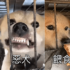 惡犬經常沖人齜牙咧嘴，結果餵了幾次後，突然變身溫順小綿羊！網笑：「吃貨本能」