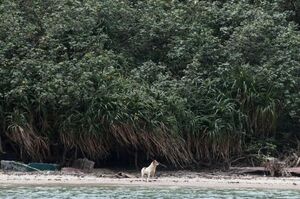 香港「犬之島」——專門遺棄狗狗的5座孤島，如今變成這樣了...網：「令人看到希望！」