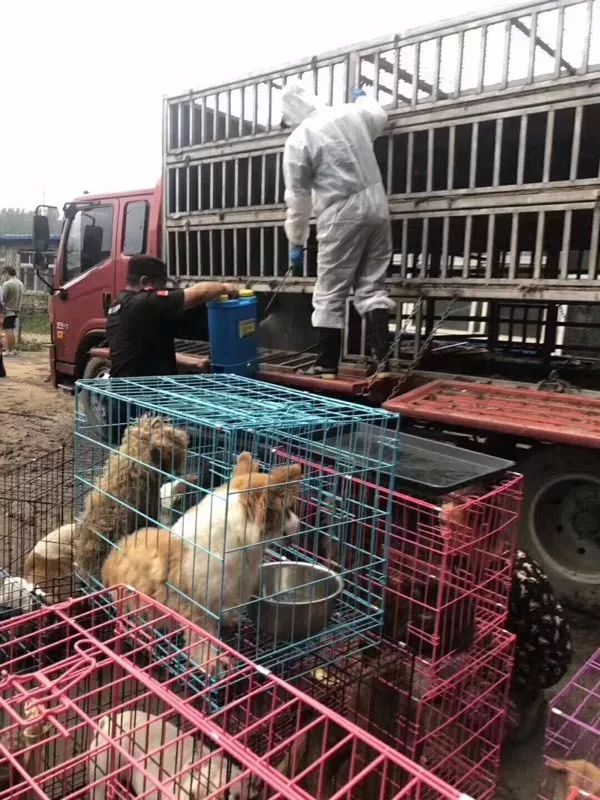 凌晨再截運狗前往狗肉館的車 近80 來自家庭寵物犬 I