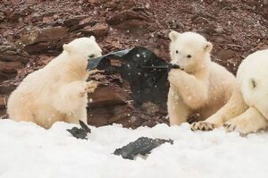 駭人影片曝光！極瘦弱北極熊垃圾堆裡找食物，專家稱恐即將滅絕