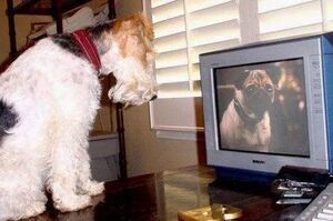 你家狗狗愛看電視嗎？其實牠看的不是電視而是...