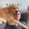 黃金獵犬勾引男主被正宮抓包，看狗狗的樣子，竟然還很得意？