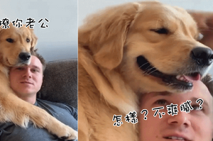 黃金獵犬勾引男主被正宮抓包，看狗狗的樣子，竟然還很得意？