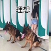 聽說帶狗取錢很霸氣，網友試了一下，卻發現...理想跟現實還是有點差距